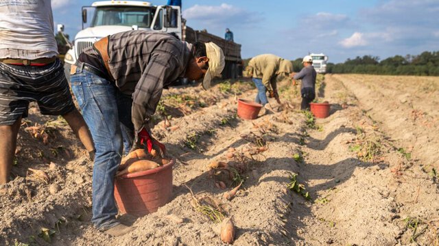 Batteri che Nutrimento: La Rivoluzione Verde della Ricerca Brasiliana