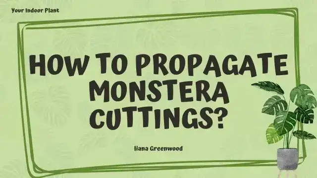 How to Propagate Monstera Cuttings