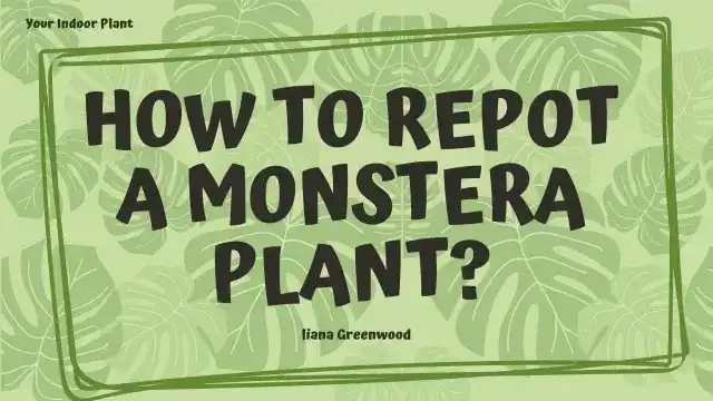How to Repot a Monstera Plant