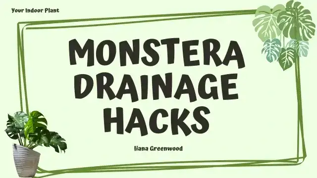 Monstera Drainage Hacks