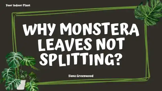 Why Monstera Leaves Not Splitting?