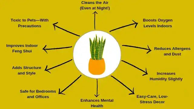 Infographic showing 10 snake plant benefits including nighttime oxygen, air purification, and low maintenance.