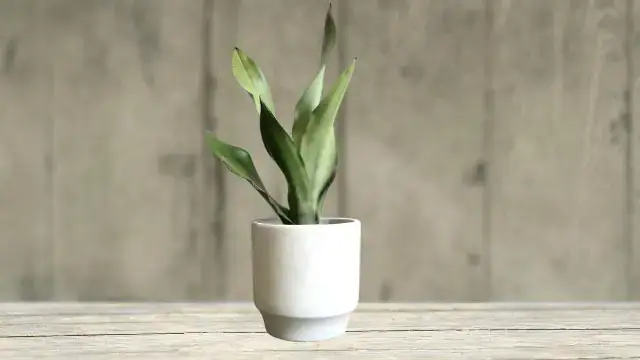 Snake plant Moonshine variety showing silvery green leaves in a modern pot