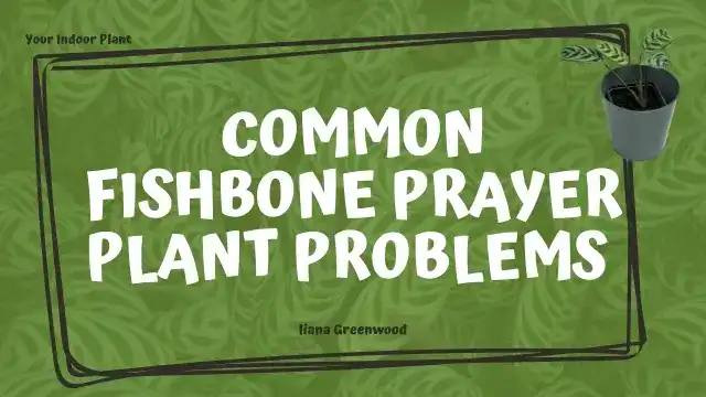 Fishbone Prayer Plant Problems