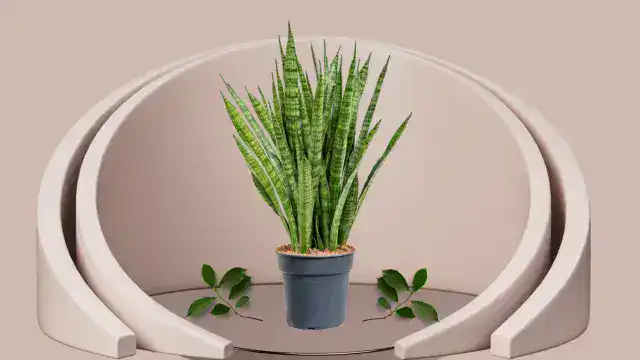 Snake plant Kirkii variety with wavy green leaves edged in reddish tones