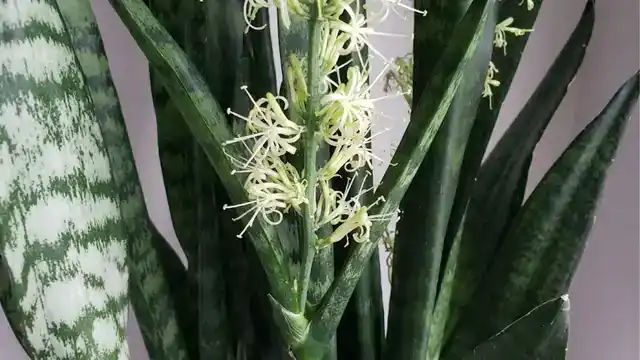snake plant flower stalk growing from leaves