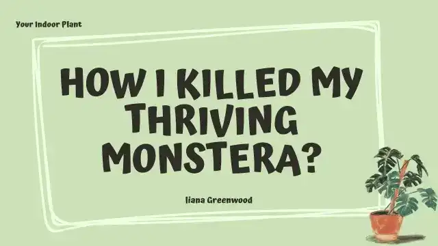 Monstera Care Mistakes