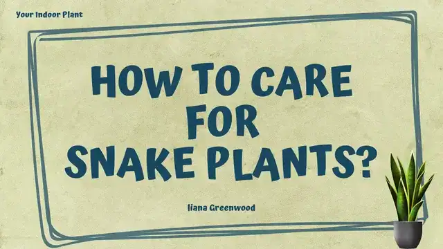 How to Care for Snake Plants