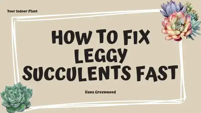 How to Fix Leggy Succulents Fast