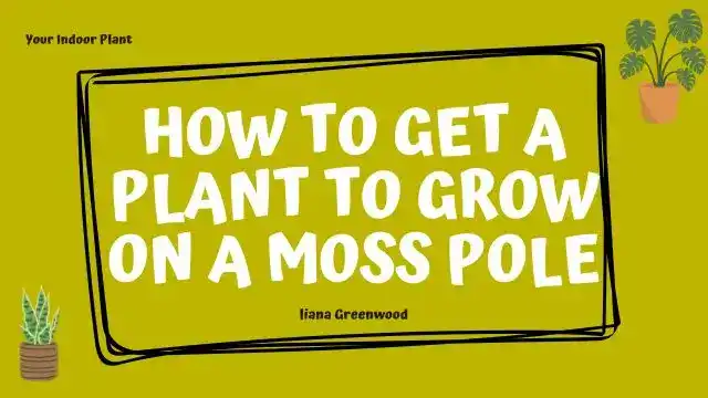 How to Get a Plant to Grow on a Moss Pole