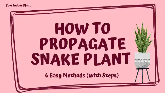 How to Propagate Snake Plant