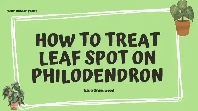 Philodendron leaf with leaf spot symptoms – treatment guide