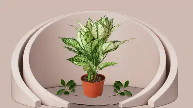 Snake plant Bantel’s Sensation with slim leaves and vertical white stripes