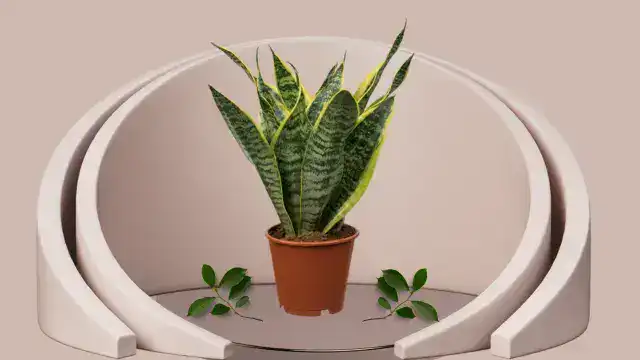 Sansevieria Futura Robusta with squat, bushy silver-green leaves