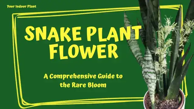 Flowering snake plant.