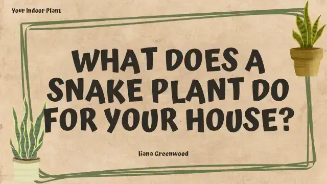 10 Snake Plant Benefits