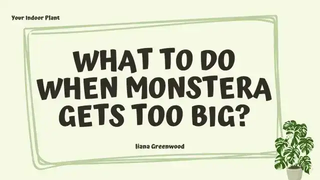 What to Do When Monstera Gets Too Big