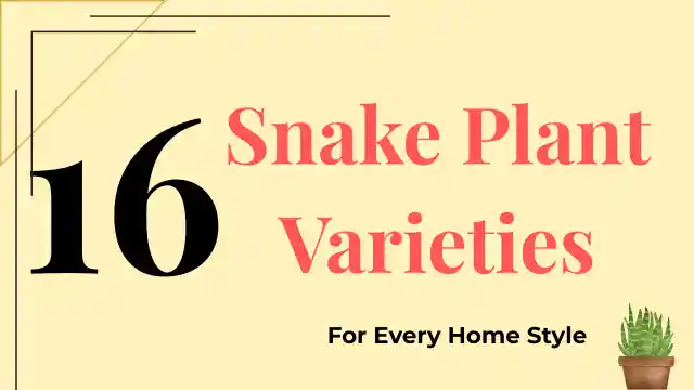 Snake Plant Varieties
