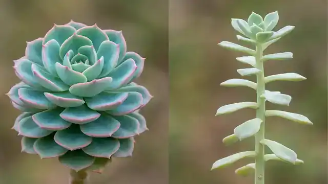 Close-up comparison of compact healthy succulent growth versus stretched etiolated stem with wide leaf gaps
