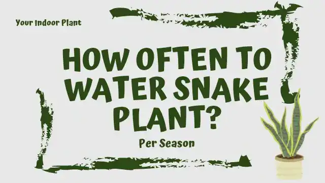 How often to water snake plants