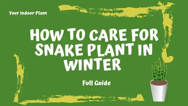 Snake Plant Winter Care