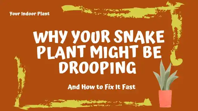 snake plant drooping