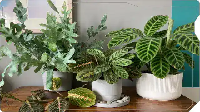 My grouped plant shelf