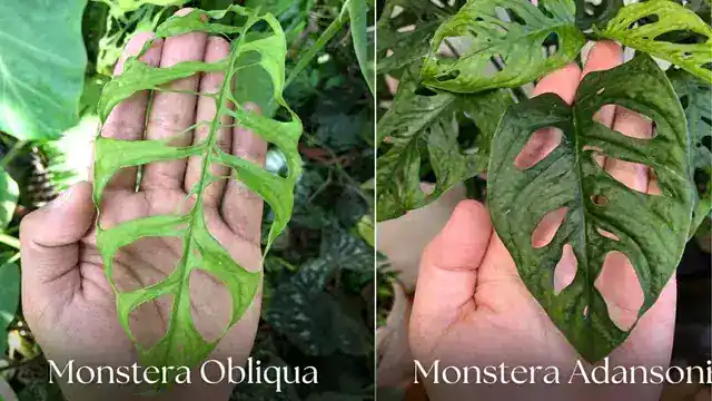 Monstera Obliqua vs Adansonii