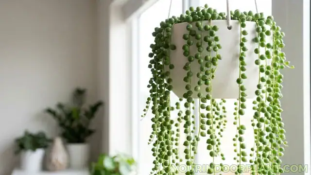 String of Pearls