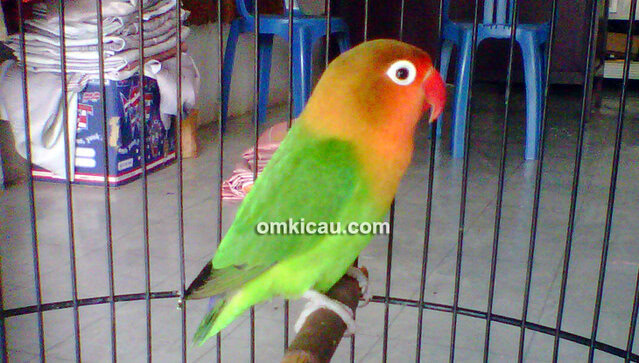 Lovebird Soepek Love