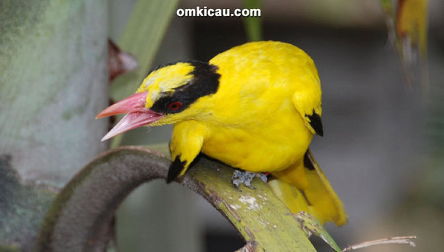Burung kepudang kuduk-hitam
