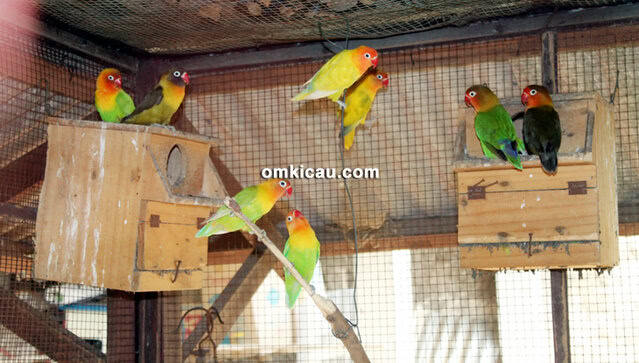 Breeding lovebird Tanto BF Tangsel