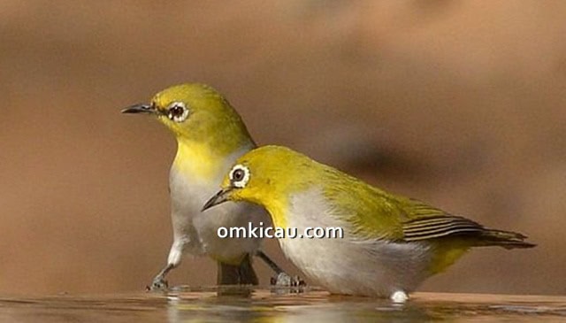 terapi untuk burung pleci