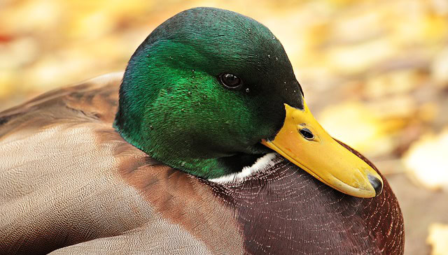 Un nouveau foyer de grippe aviaire H5N8 dans les Hautes Pyrénées
