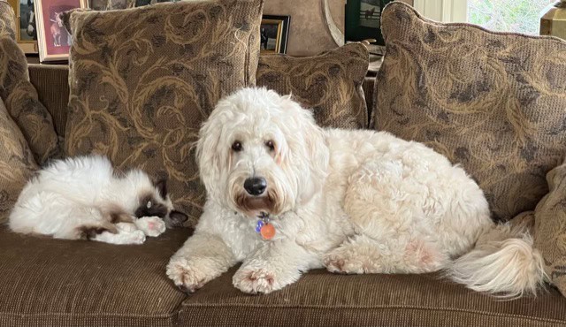D4A7CA65-9F6C-4874-AE6A-BE68C5C29E54_1_201_a (1) Medium | Good Day Doodles | Australian Labradoodles in North Carolina
