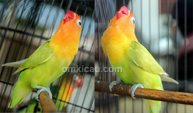 Lovebird Liontin