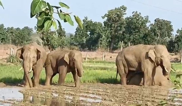Jashpur Elephant Alert