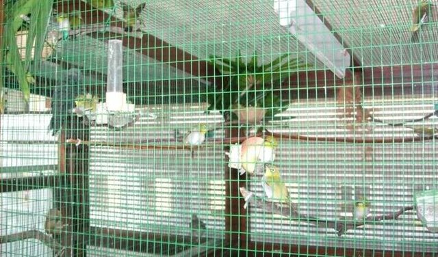 Kandang untuk pleci koloni