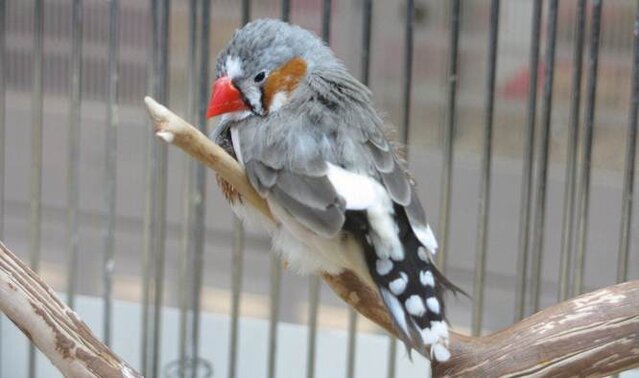 Burung sakit