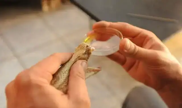 Hombre sacando el veneno de serpiente