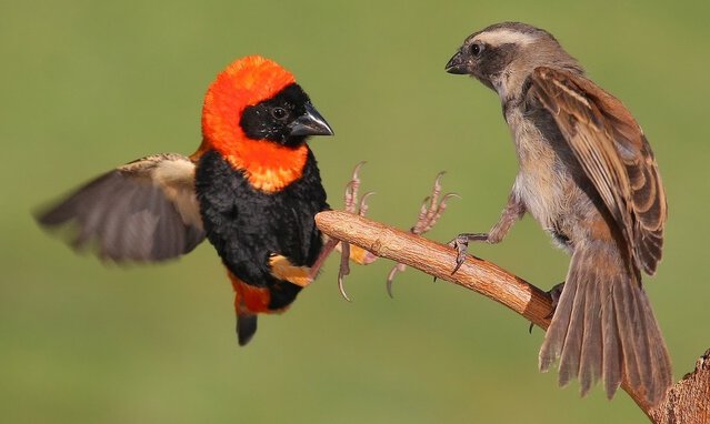 Dalam kondisi breeding, red bishop jantan (kiri) dan red bishop betina