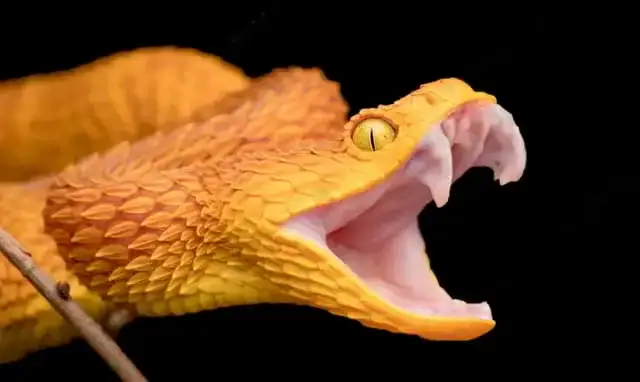 serpiente mostrando sus colmillos