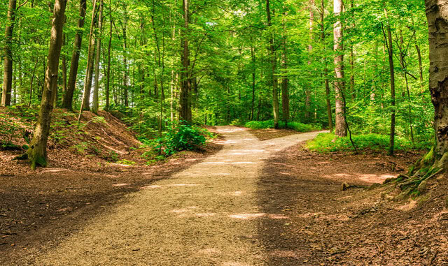 Forked roads right and left in green forest