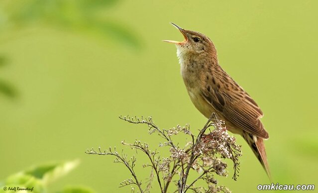 Burung bersuara belalang