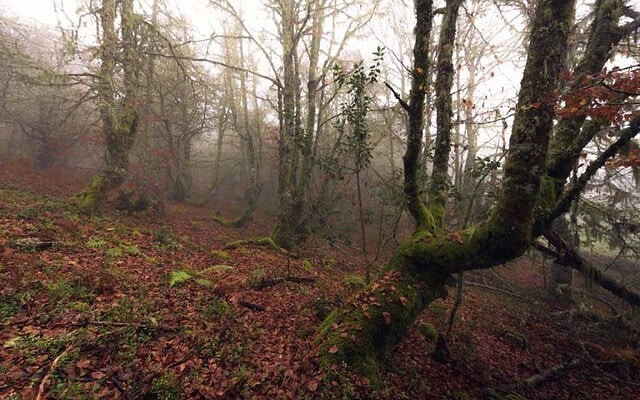 Aprende el secreto para un revelado de un bosque místico.