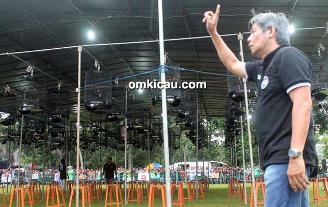 murai batu MS juara kelas utama murai batu MS juara kelas utama