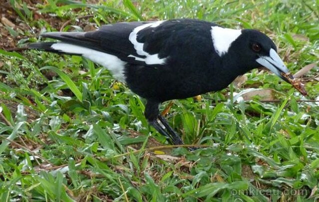 Burung jagal punggung hitam ( Australian magpie)