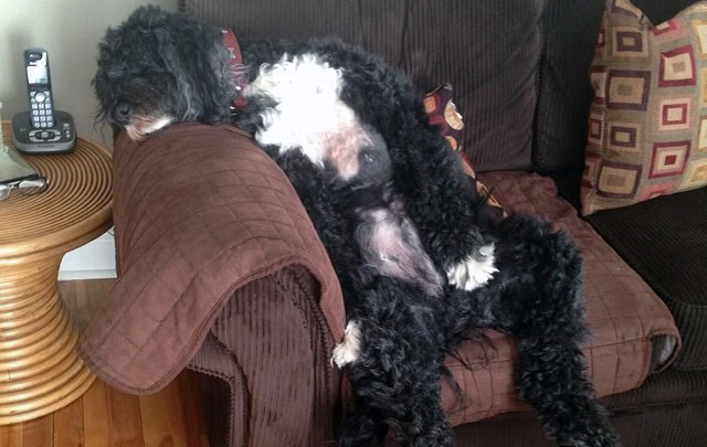 Pet of the Week – ‘Buddy the Portuguese Water Dog’