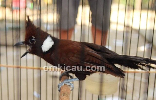 Burung cililin