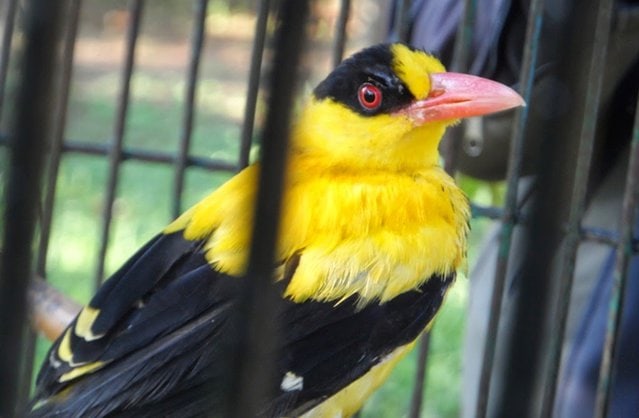 Burung kepodang
